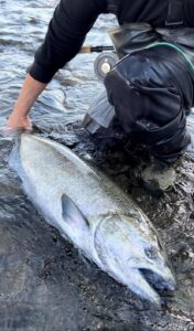 Campbell River Chinook Salmon